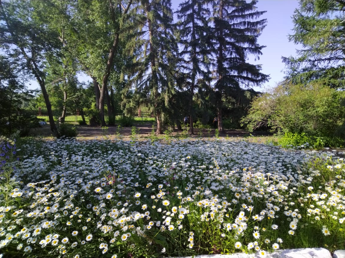 НАШ ПРИШКОЛЬНЫЙ УЧАСТОК ..